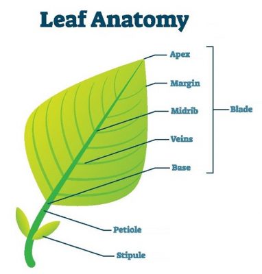 Leaf anatomy | Both Internal and External with Labelled Diagram