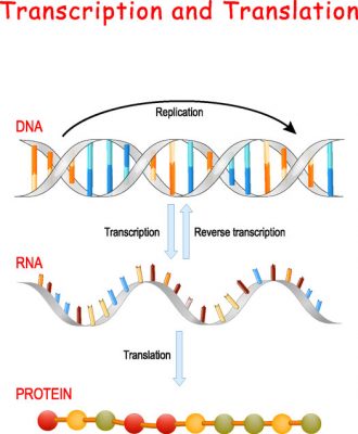 Transcription of DNA |3 Step Process in mRNA formation