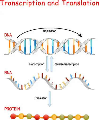 transcribe and translate dna