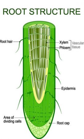 Anatomy of the Root of both Dicot and Monocot Plants