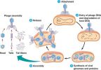 Lytic vs Lysogenic cycle |12 Important Differences in Points