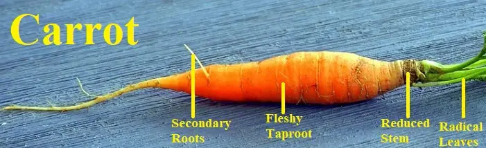 storage roots carrot