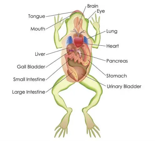 frog body parts