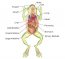 Digestive System of Frog | With Functions and Labelled Diagram