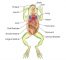 Digestive System of Frog | With Functions and Labelled Diagram