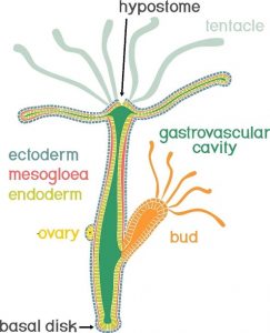 Hydra Biology | A Glance into Digestive System Reproduction