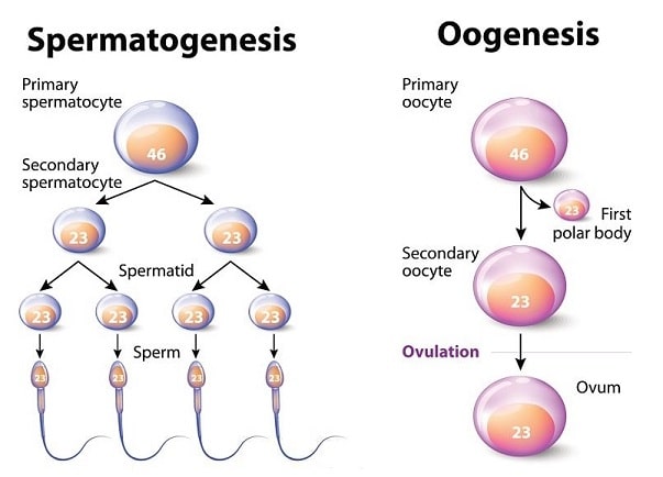 Spermatogenesis And Oogenesis Process 0252