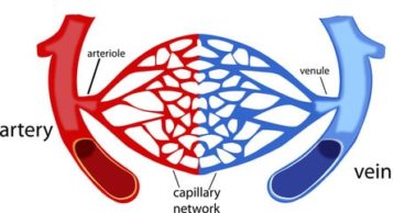 Capillaries Structure and Types | A Definitive Guide