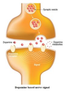 Synapse | Its Structure, Types, Function and Transmission Steps