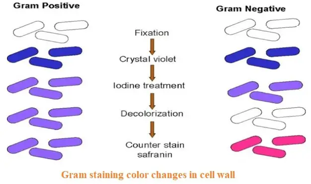 gram positive vs gram negative color