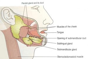 Salivary Glands Anatomy, Location and their Regulation