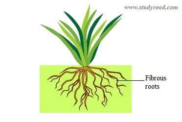 Fibrous Root System Diagram