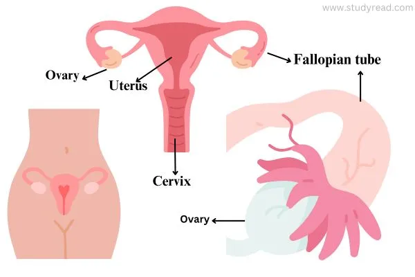 Fallopian tube with uterus and women genital system