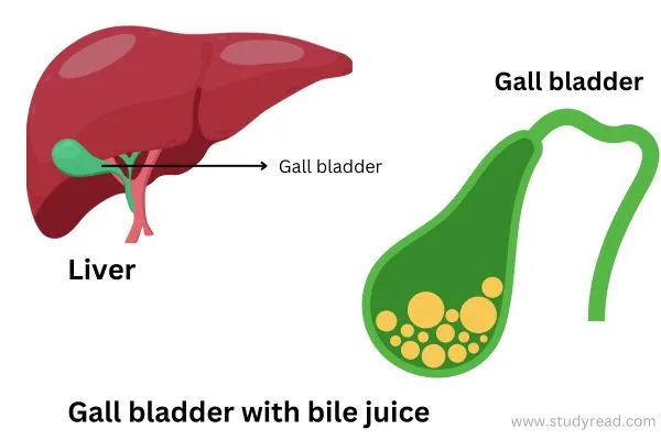 Gall bladder with liver