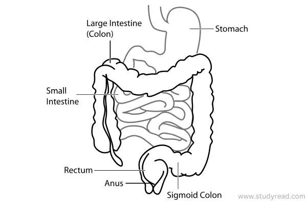 Small intestine and large intestine