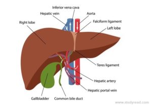 8 Solid organs in the body with pictures and functions.