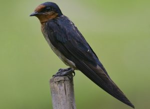 7 Types of Bird Feet : by Toes with Functions and Images