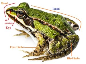 External Anatomy Of Frog With Major Organs And Functions