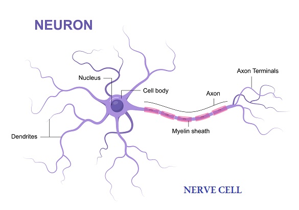 10 Examples of Eukaryotic Cells with Pictures and their Functions