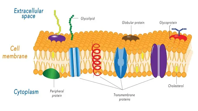 Cell membrane 