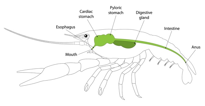 Crayfish Anatomy: Structures with Labeled Diagrams