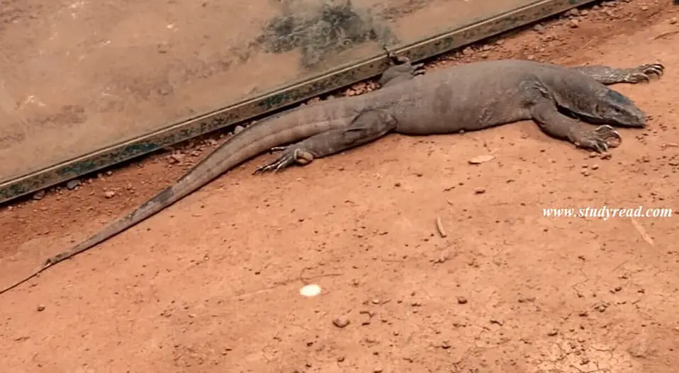 A large monitor lizard sleeping