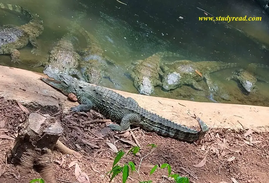 Marsh crocodiles on land and in water