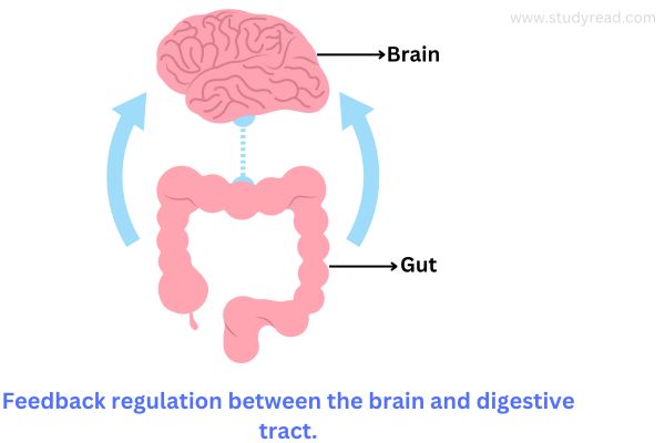 Brain and gut feed back control