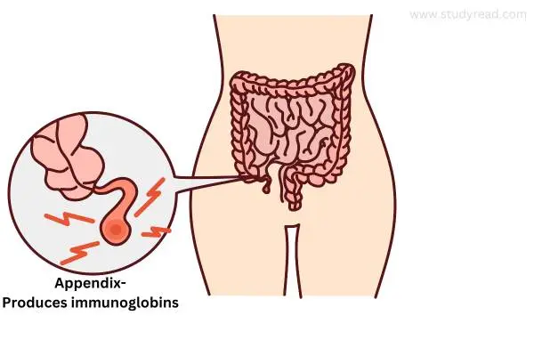 Appendix is digestive part involved in immune function