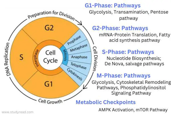 Cell cycle with Metabolic Pathways Related to the Cell Cycle and steps in mitosis