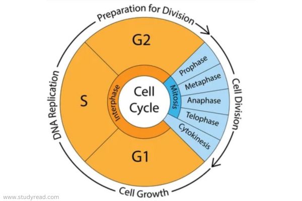 cell cycle representation with phases