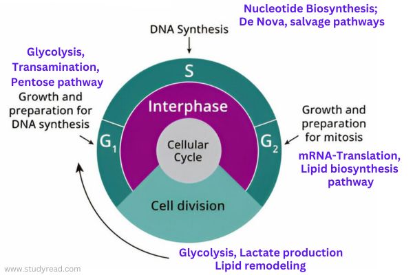 Metabolic Pathways Related to the Cell Cycle